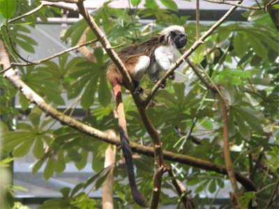 Inside Biodome at Montreal