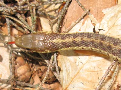 Snake in Woods